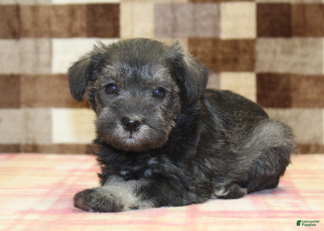 Miniature Schnauzer dogs for sale: Stella - Ad 2