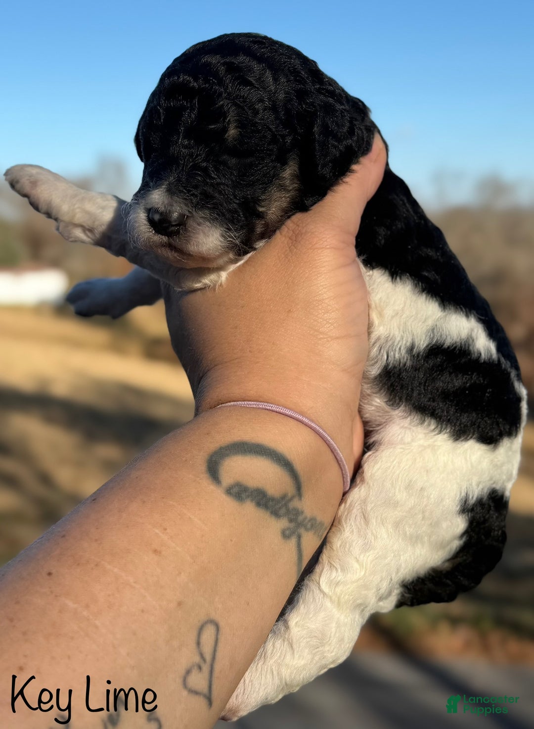 Sheepadoodle dogs for sale: Key Lime - Ad 3