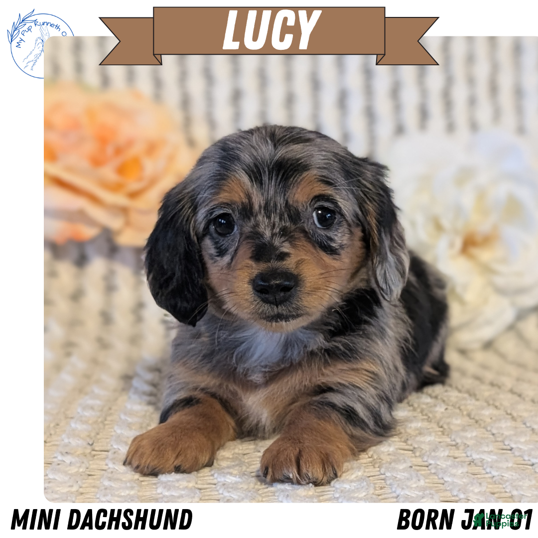 Miniature Dachshund dogs Lucy - Ad 1