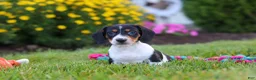 Miniature Dachshund dogs for sale: Hunter - Ad 2