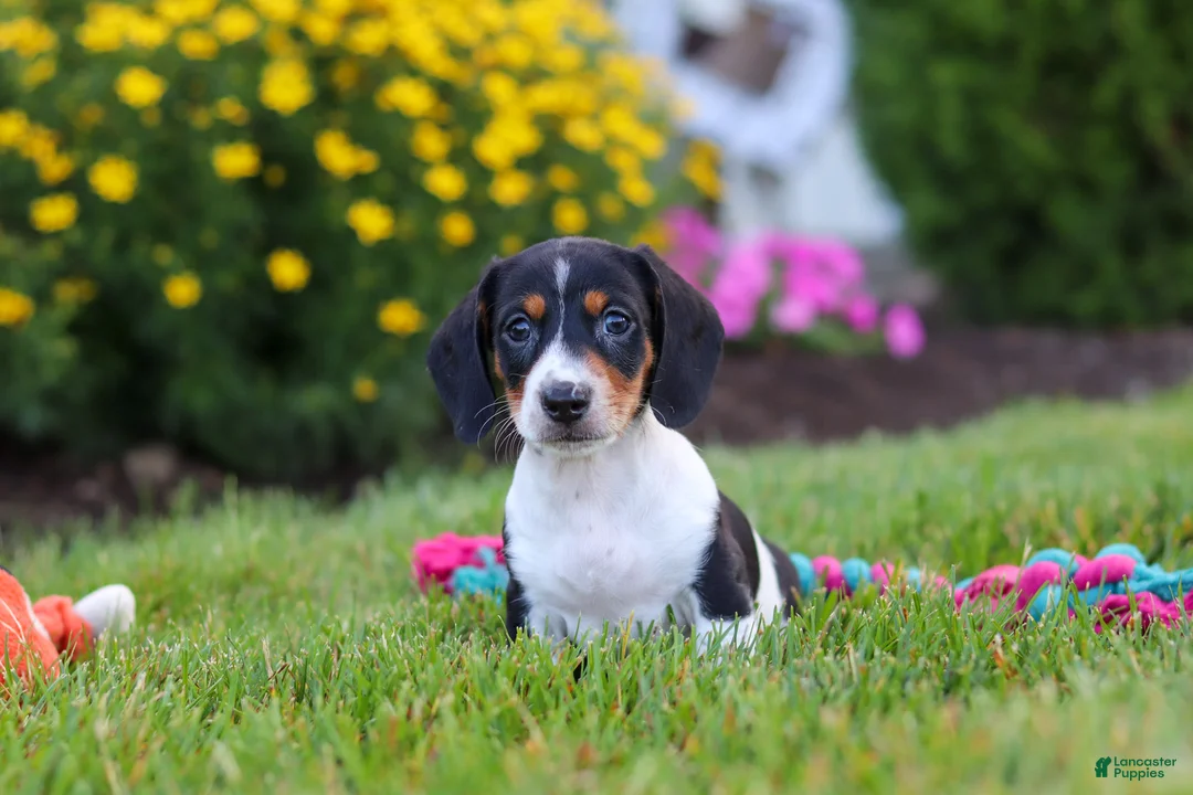 Miniature Dachshund dogs for sale: Hunter - Ad 2