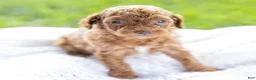 Toy Poodle dogs for sale: Olive - Ad 3