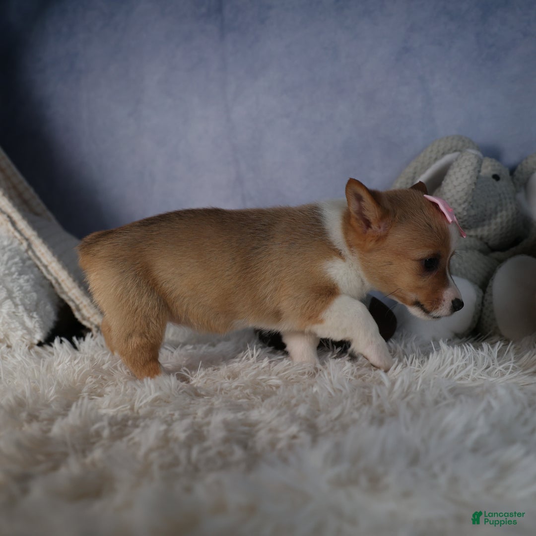 Welsh Corgi Pembroke dogs for sale: Demi - Ad 12