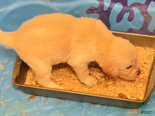 Goldador dogs Goldador Puppy 3 - Ad 6