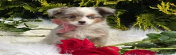 Toy Australian Shepherd dogs for sale: Tiny - Ad 12