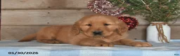 Golden Retriever dogs for sale: Alex - Ad 5