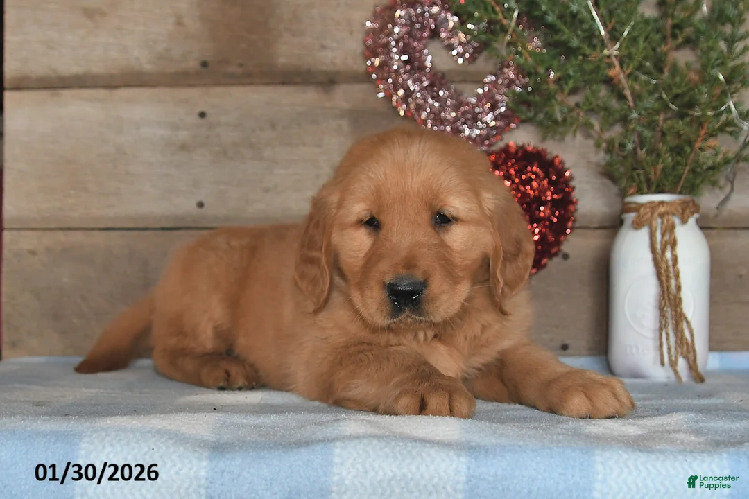 Golden Retriever dogs for sale: Alex - Ad 5