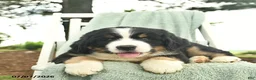 Mixed Breed dogs for sale: Ruffles  - Ad 5
