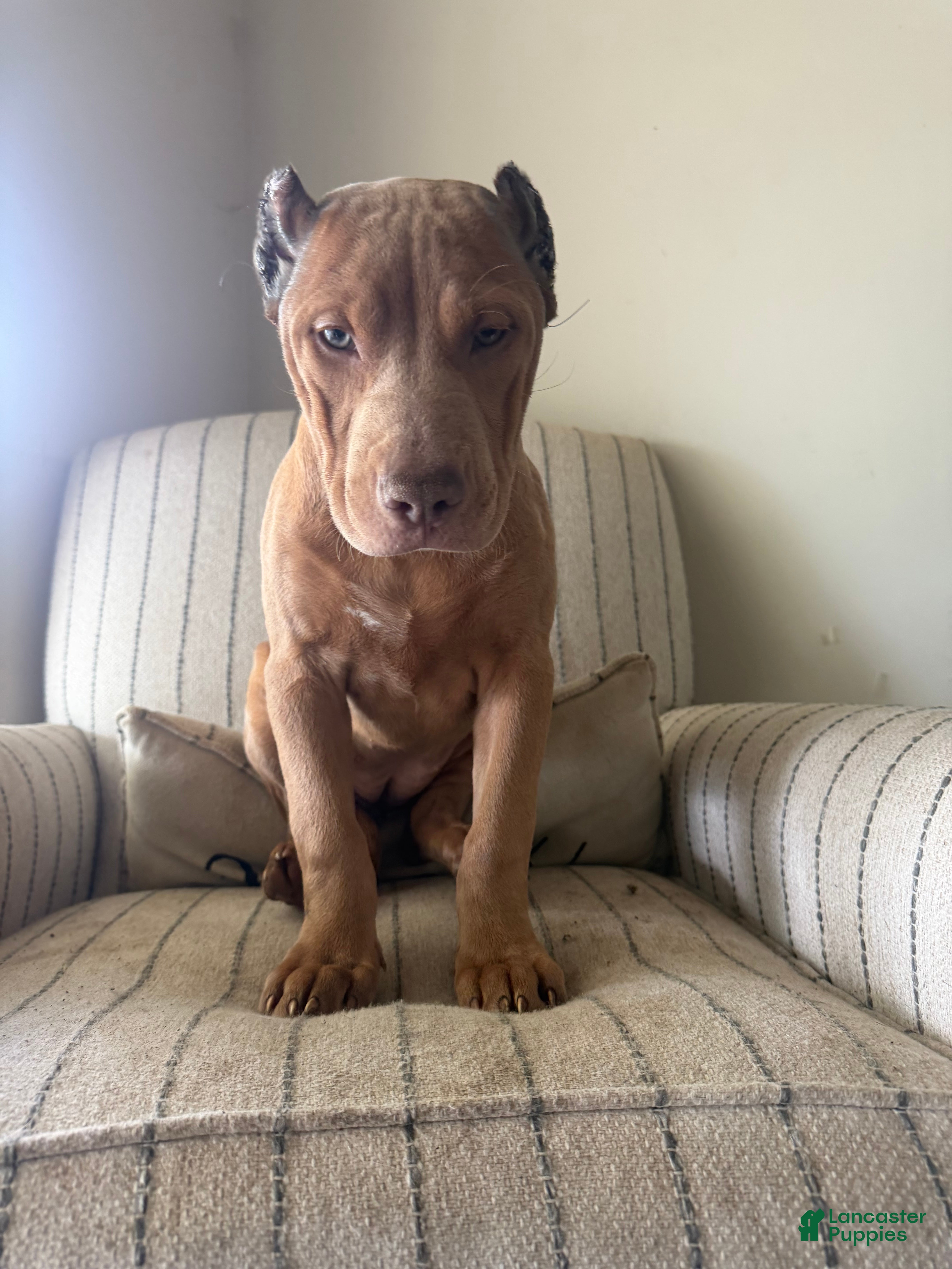 American Bully dogs Nala - Ad 1