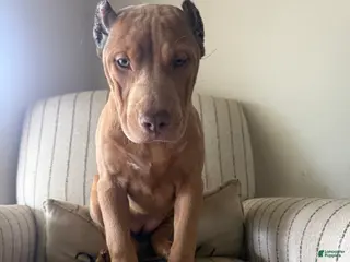 American Bully dogs for sale: Nala - Ad 2