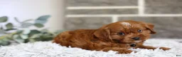 Cavapoo dogs for sale: Elliot - Ad 7