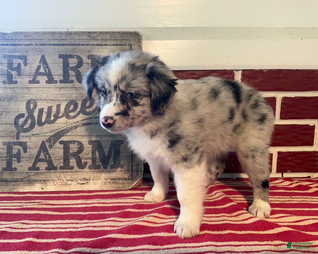 Mixed Breed dogs for sale: Missie - Ad 3