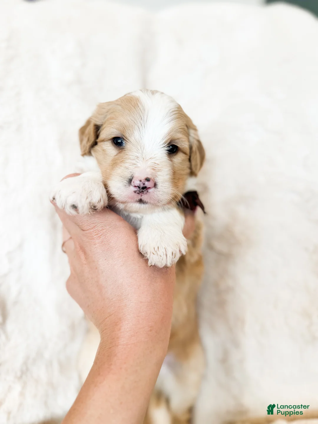 Bernedoodle dogs for sale: 'Waldo' Black Collar Male Medium Bernedoodle - Ad 1