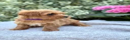 Toy Poodle dogs for sale: Penny - Ad 4
