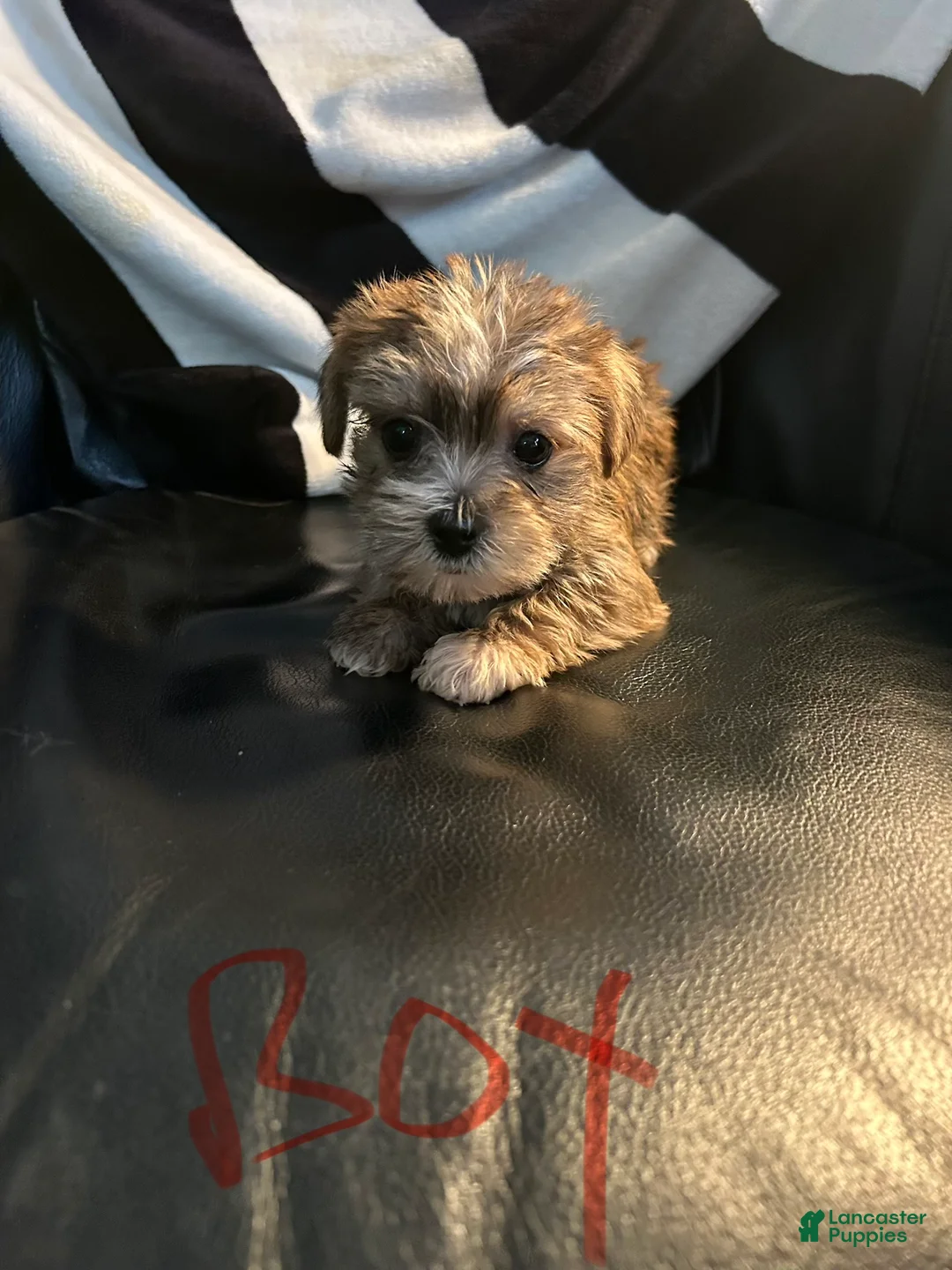 Shorkie dogs for sale: Shorkie Puppy 1 - Ad 1