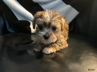 Shorkie dogs Shorkie Puppy 1 - Ad 23