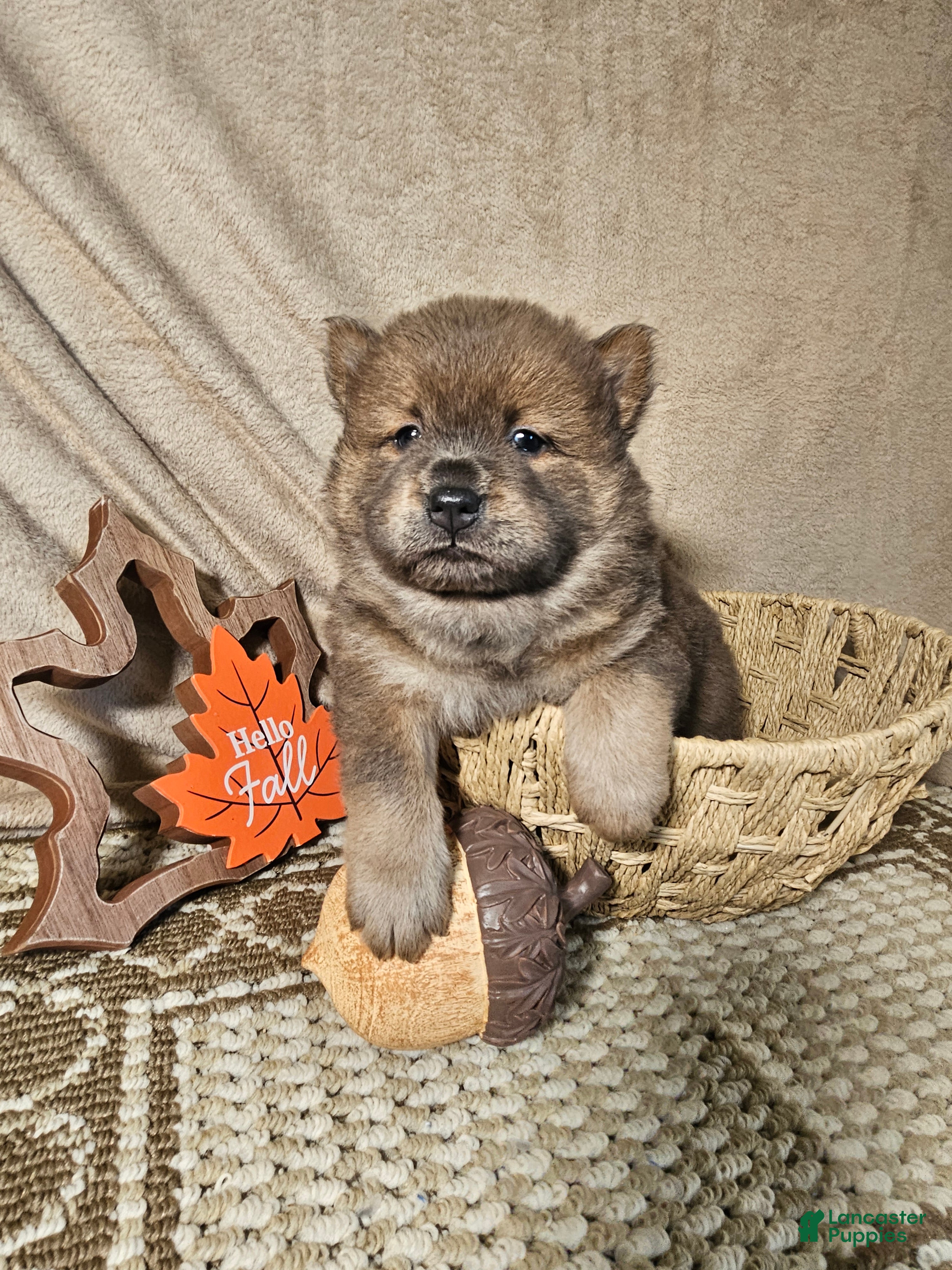 Chow Chow