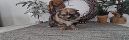 Pomeranian dogs for sale: Snickers - Ad 3