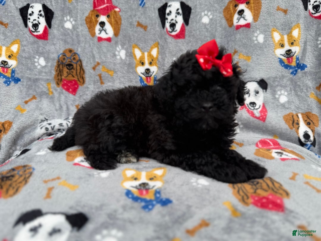 Shihpoo dogs for sale: Bailey - Ad 1