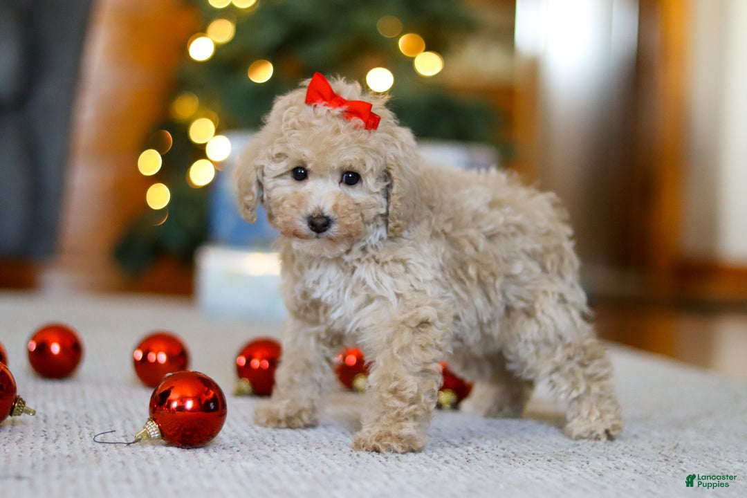 Miniature Poodle dogs for sale: Besty - Ad 4