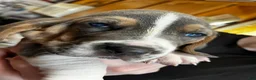 Basset Hound dogs for sale: Blue and white 1-orange collar - Ad 1