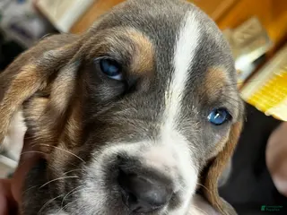 Basset Hound dogs Blue and white 1-orange collar - Ad 38