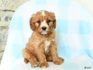 Cavapoo dogs for sale: Juno - Ad 3