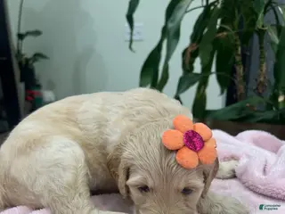 Goldendoodle dogs for sale: Sangria - Ad 2