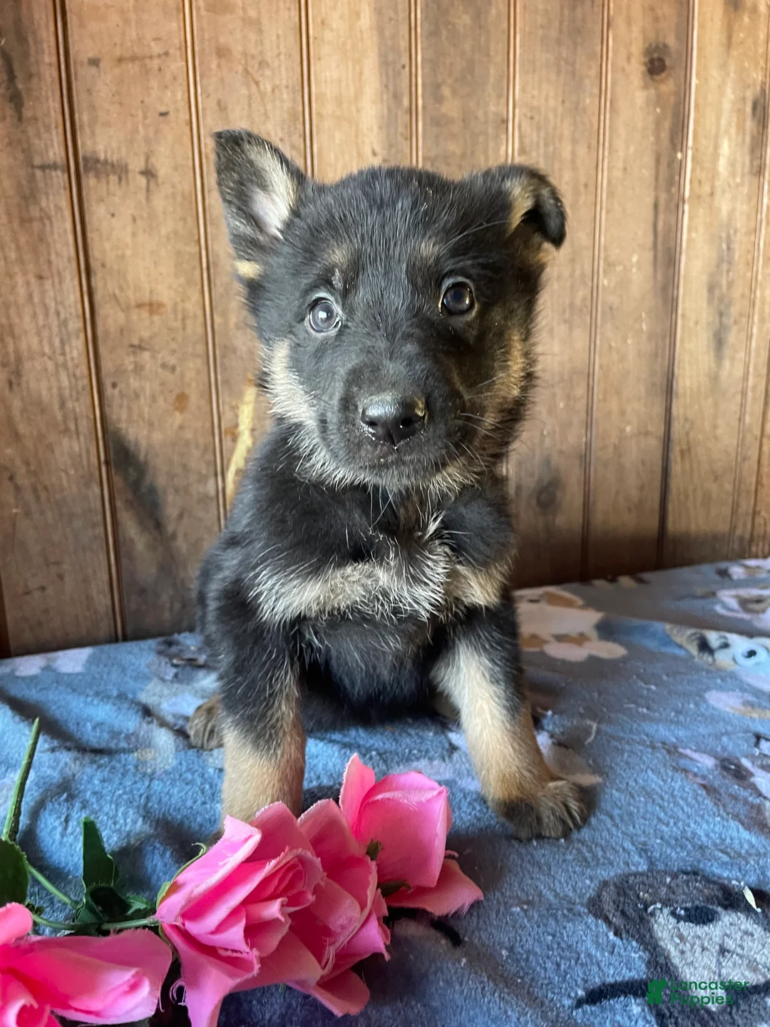 German Shepherd dogs for sale: Lincoln - Ad 1