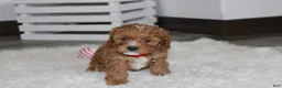 Cavapoo dogs for sale: Lenny  - Ad 4