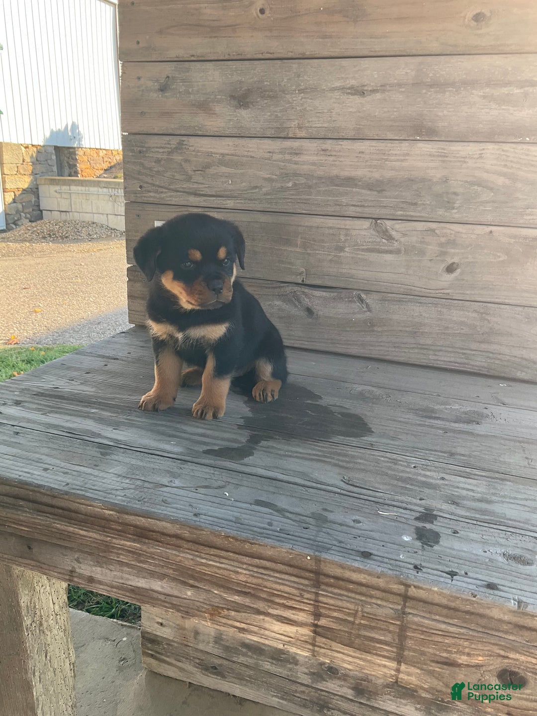 Rottweiler dogs for sale: Chloe  - Ad 6