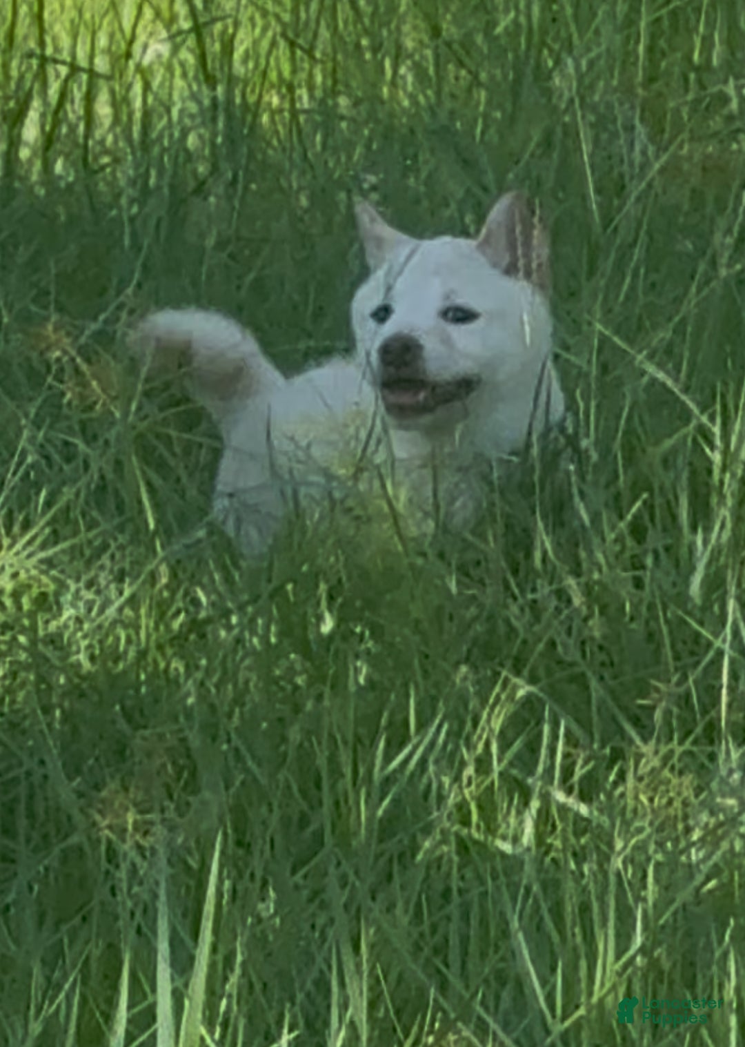 Shiba Inu dogs for sale: Shiba Inu Puppy 5 - Ad 31