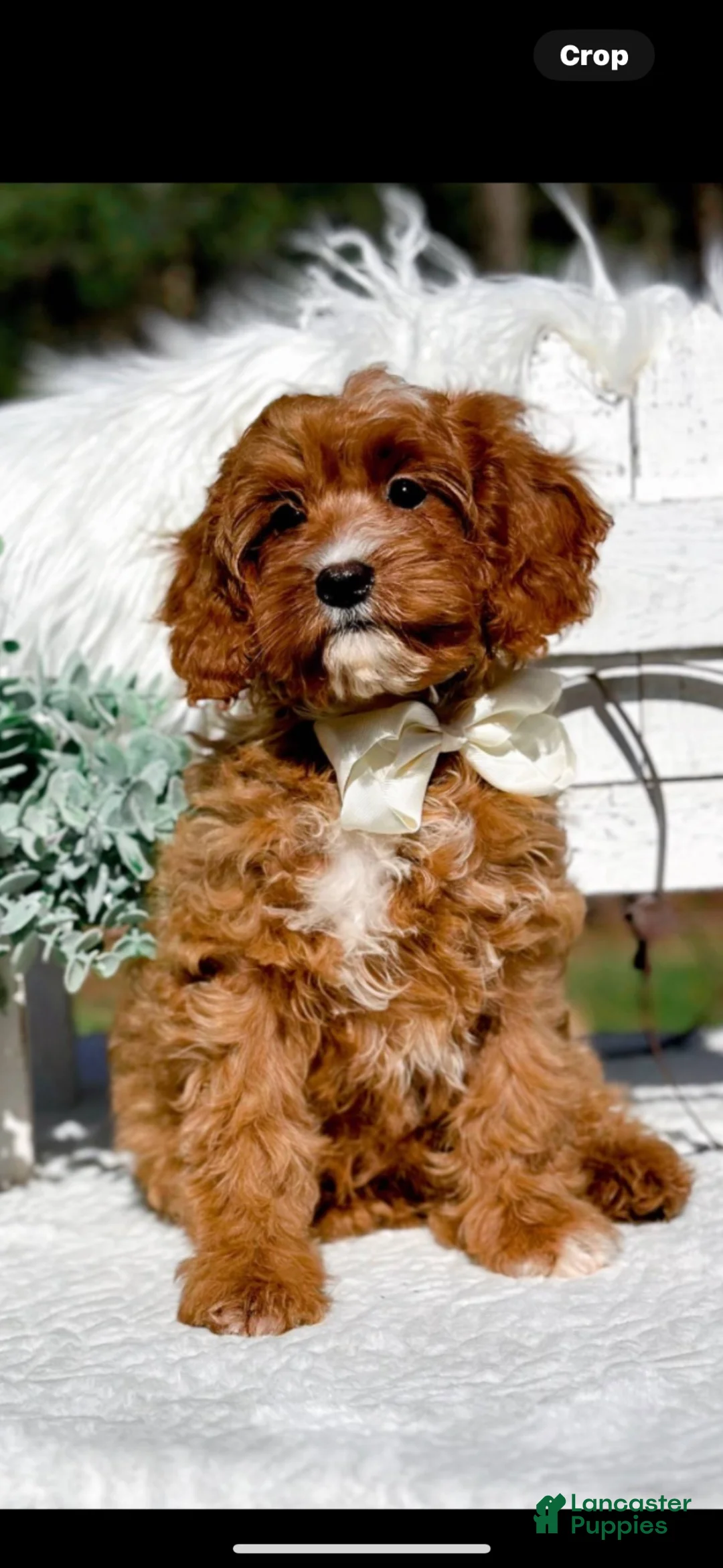 Cavapoo dogs for sale: Red - Ad 4