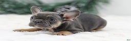 French Bulldog dogs for sale: Indie - Ad 3