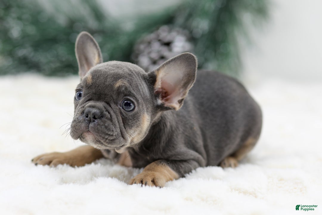 French Bulldog dogs for sale: Indie - Ad 3