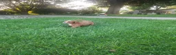 Cavapoo dogs for sale: Cavapoo 1 - Ad 4