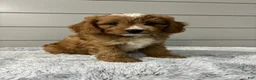 Cavapoo dogs for sale: Oscar - Ad 3