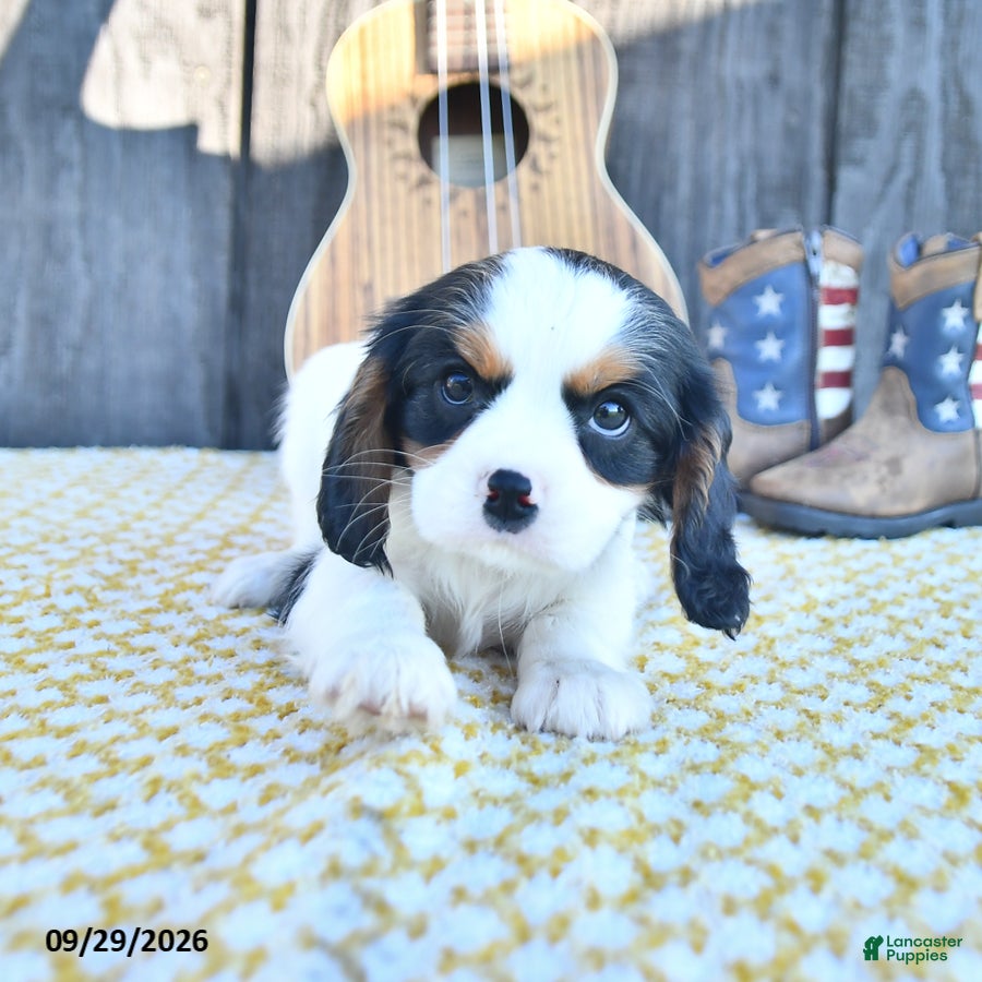 Cavalier King Charles Spaniel dogs Cajun - Ad 2