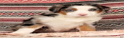 Australian Shepherd dogs for sale: Sparky - Ad 6