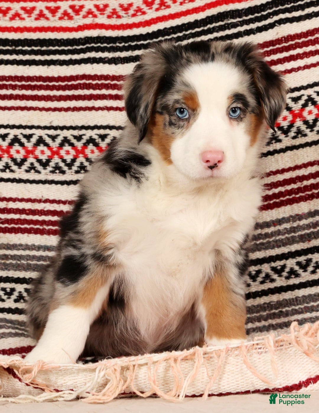 Australian Shepherd dogs for sale: Sparky - Ad 6