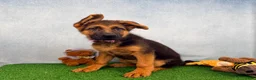 German Shepherd dogs for sale: Odelia - Ad 4