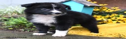 Border Collie dogs for sale: Beans - Ad 5