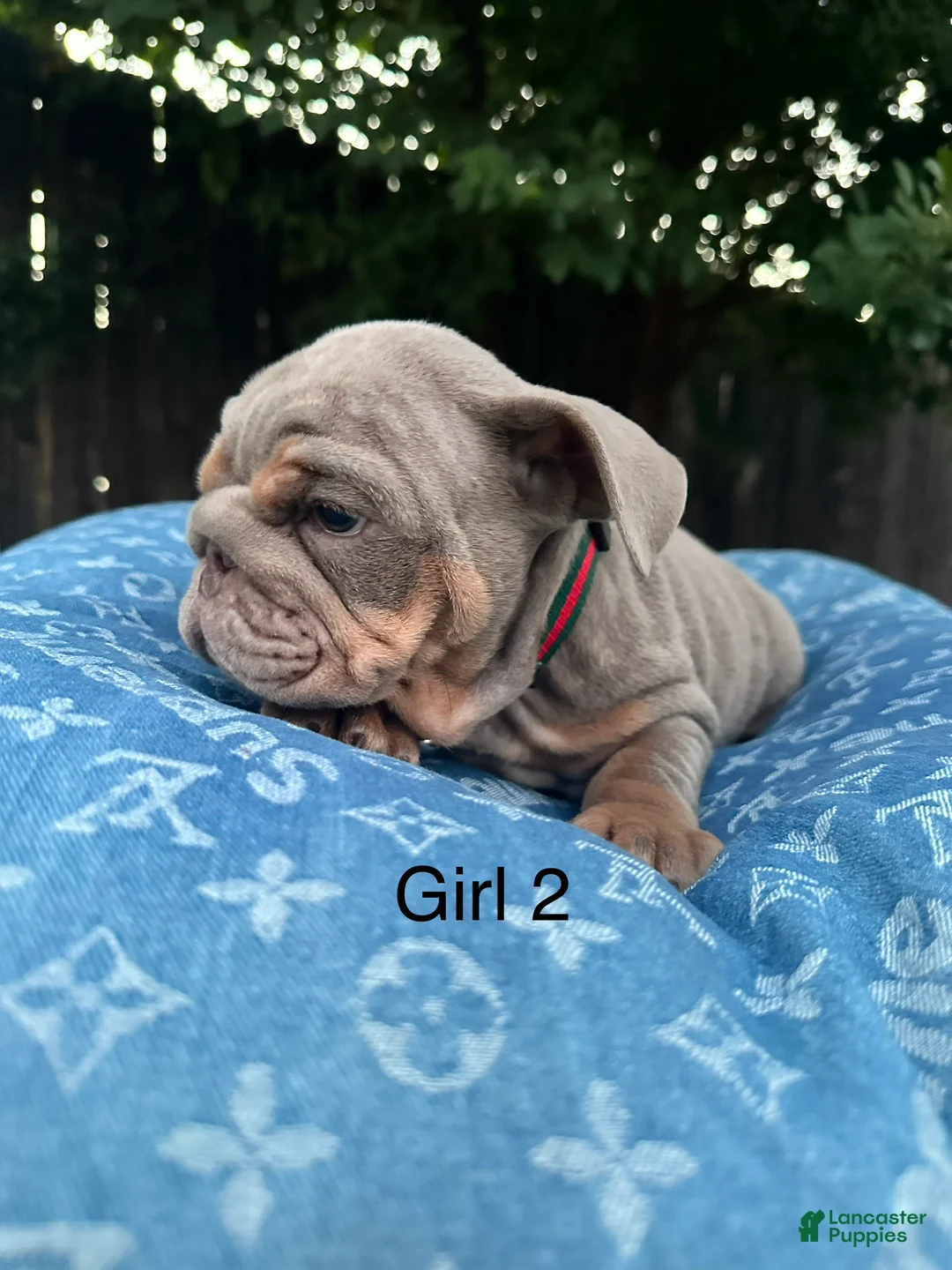 English Bulldog dogs for sale: English Bulldog 6 - Ad 8