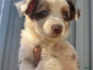Australian Shepherd dogs - Ad 10