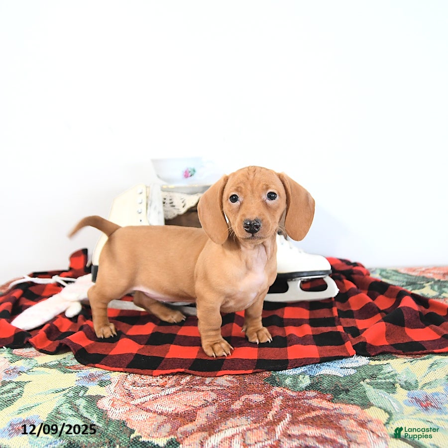 Miniature Dachshund dogs Ranae - Ad 21