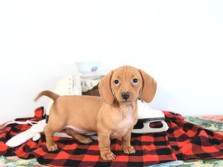 Miniature Dachshund dogs Ranae - Ad 37