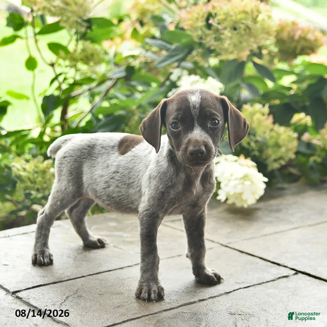 German Shorthaired Pointer dogs for sale: Dutchess  - Ad 1