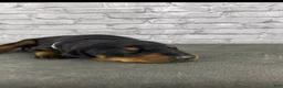 Doberman Pinscher dogs for sale: Phantom's Beauty & The Beast "Rickea Jackson" European - Ad 4