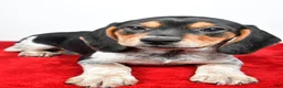 Beagle dogs for sale: Rachel - Ad 7