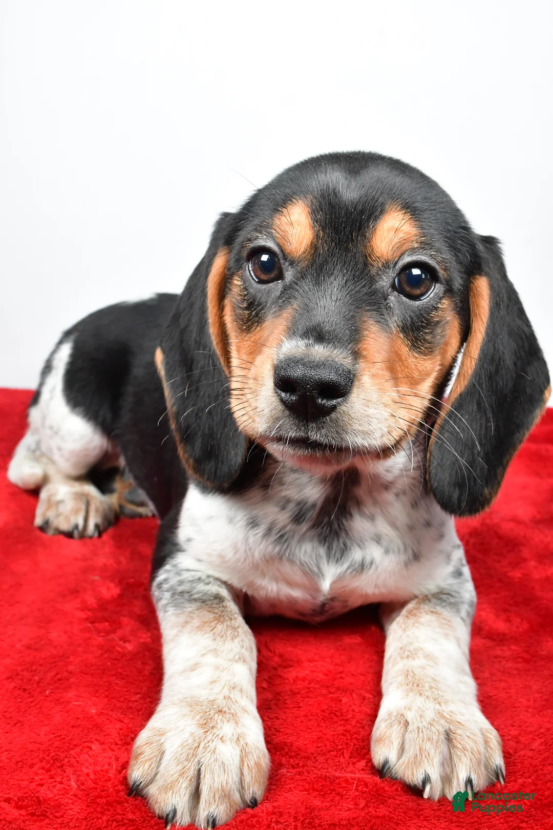 Beagle dogs for sale: Rachel - Ad 7